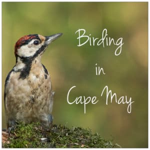 Birding in Cape May - image of bird by vincent vanzalinge www.unsplash.com