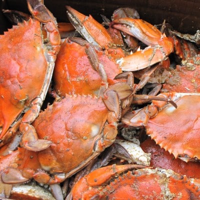Bucket full of bright orange fresh caught crab