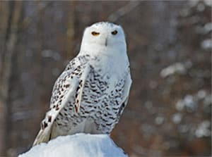 snowy owl in New Jersey