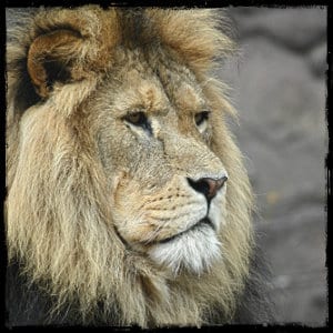 African lion looking off in the distance - photo by stefan rayner www.unsplash.com