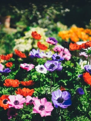 Beautiful array of red, white, purple, pink. and orange flowers in a garden