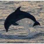 A dark grey dolphin jumping out of the water