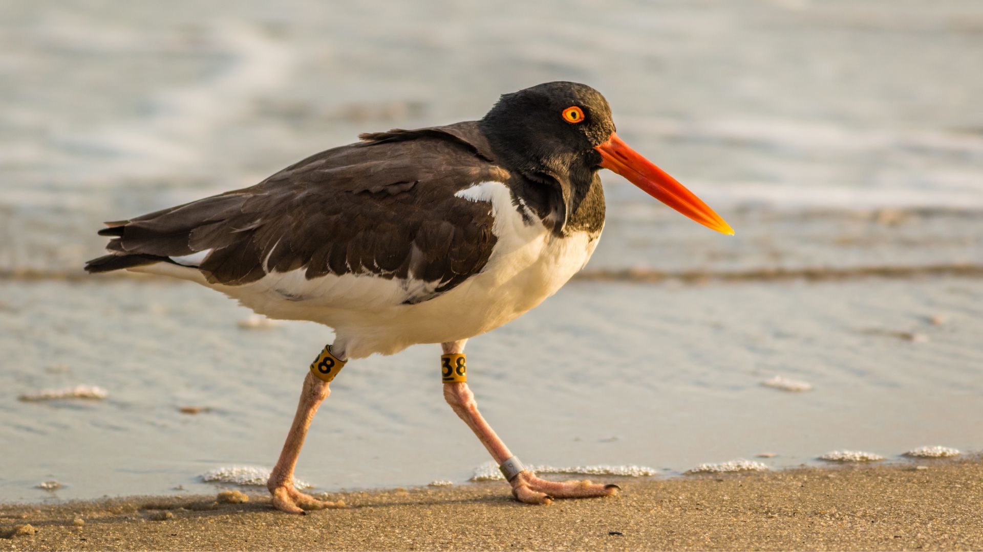 An American Oystercatcher walking on the beach at sunrise in Cape May, NJ.