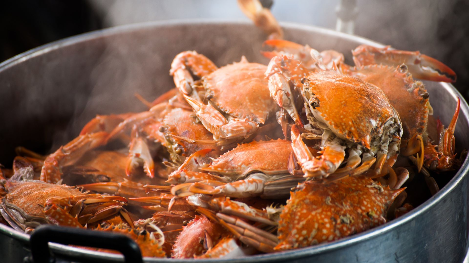 View of large pan of steamed crabs