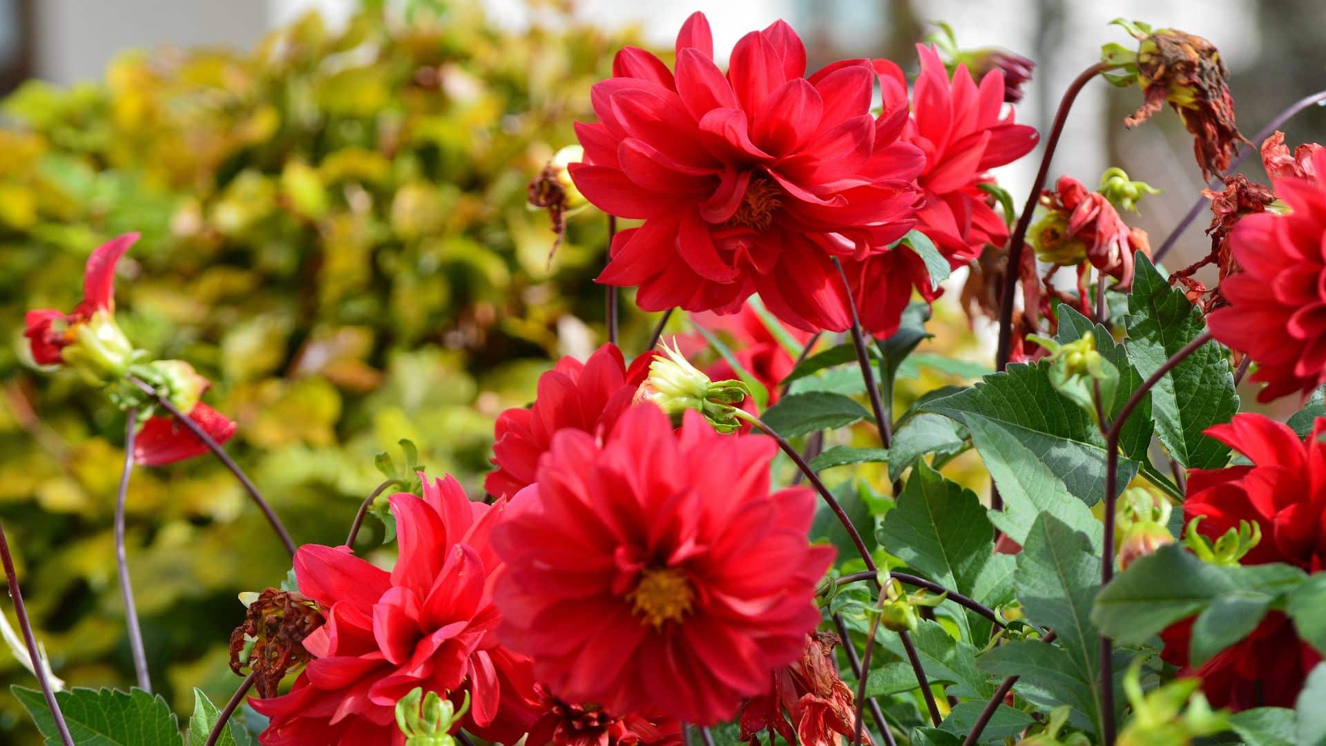 View of red zinnias in bloom