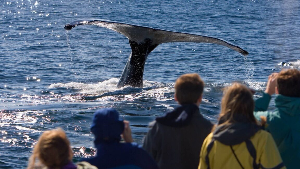 a group of people aboard a boat watching a whale dive under the water its tale is lifted above the surface