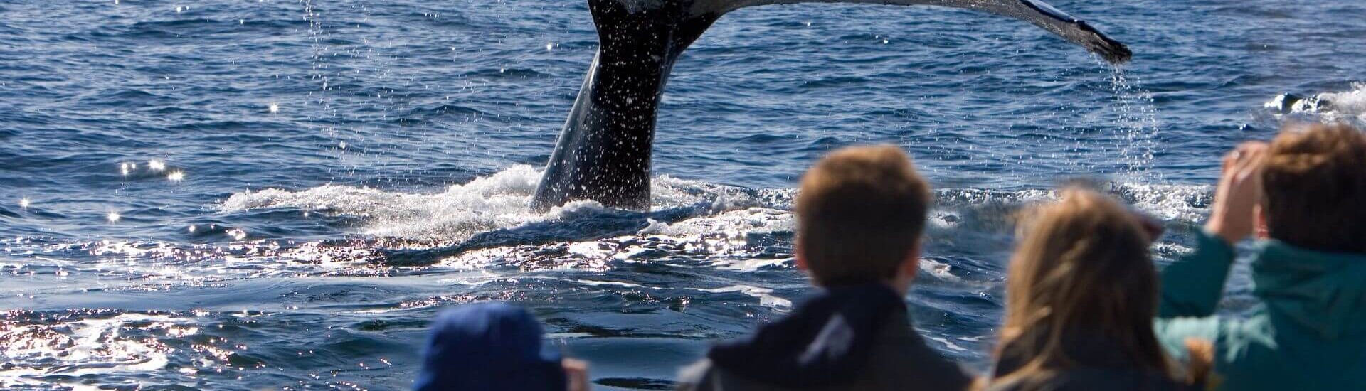 a group of people aboard a boat watching a whale dive under the water its tale is lifted above the surface