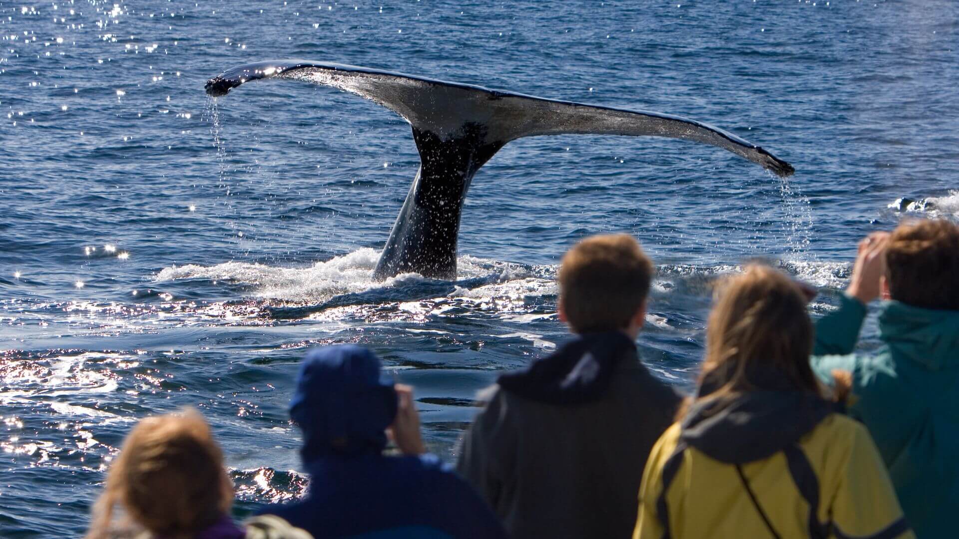 a group of people aboard a boat watching a whale dive under the water its tale is lifted above the surface