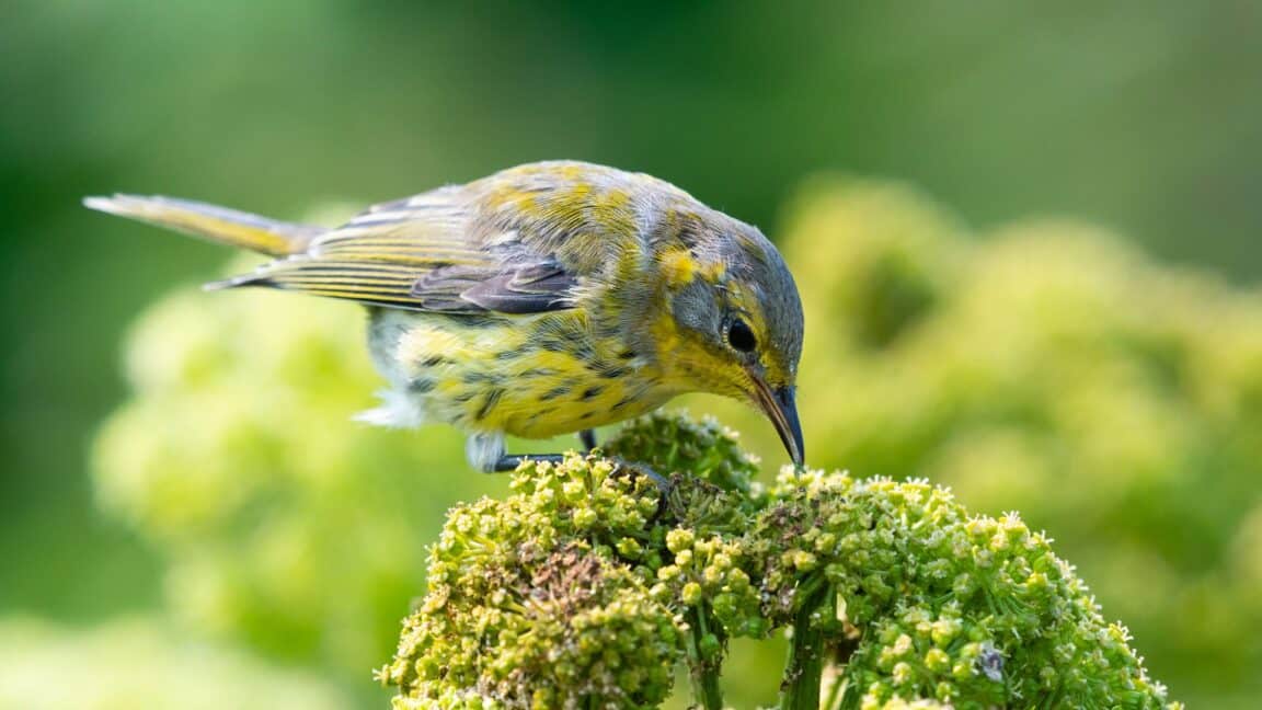 A young Cape May warbler sitting on a spring flower pod
