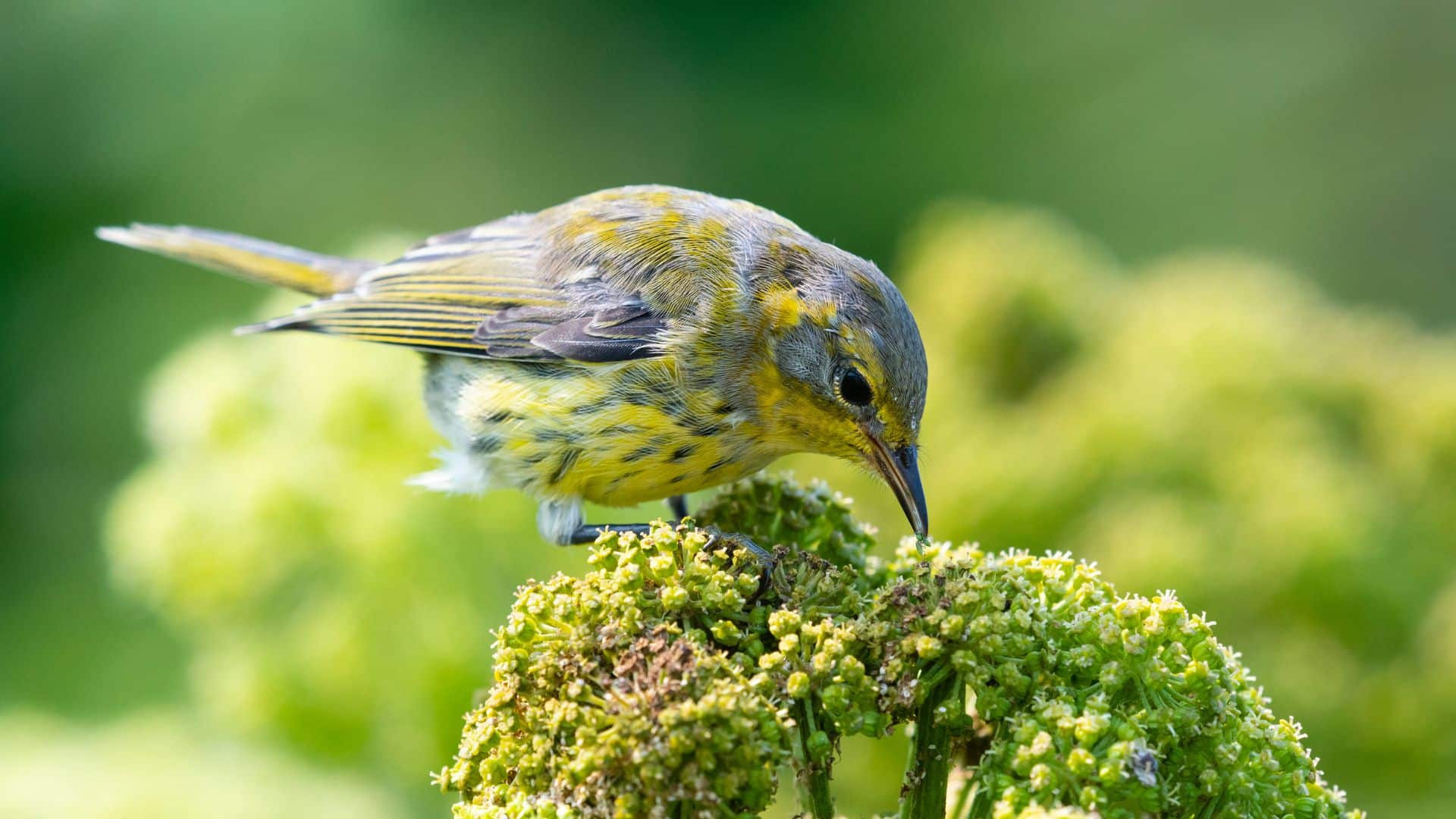 A young Cape May warbler sitting on a spring flower pod