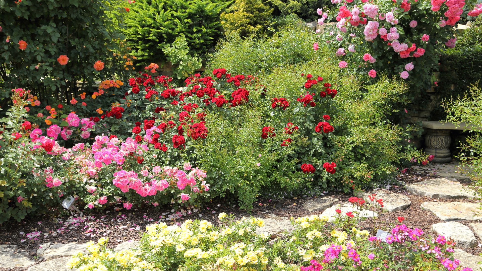 Rose garden with a stone pathway