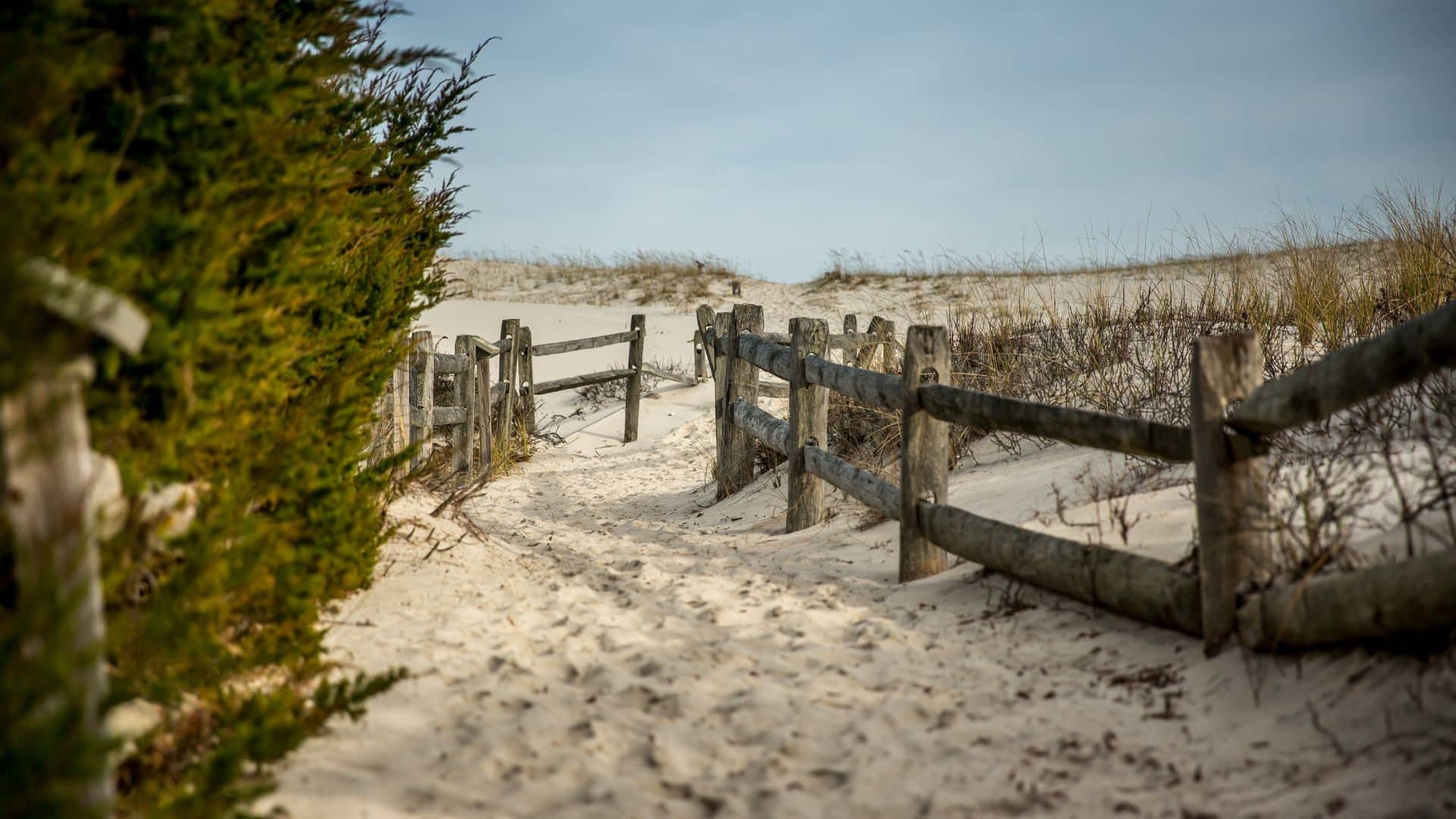 View of path in sand on beach with a wooden fence on both sides.