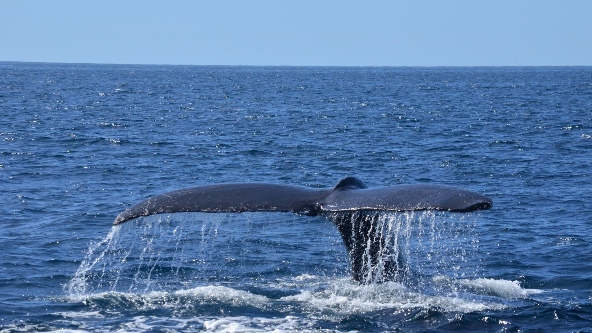 Tail of whale showing above the water