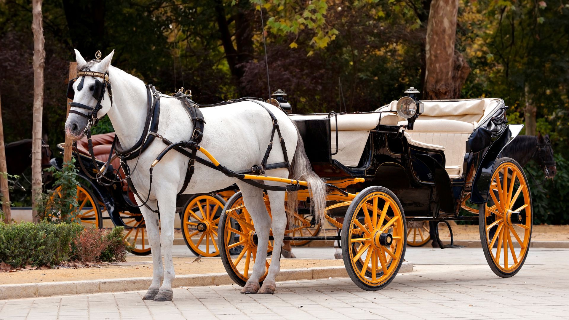 White horse hitched to an old-fashioned black carriage with yellow wheels 