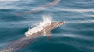 dolphins spotted swimming in the ocean during a dolphin watching tour
