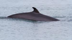 minke whale breaking the surface of the water