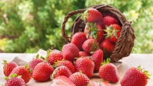 A basket of ripe strawberries on its side with berries tumbling onto a table, with greenery in the background 