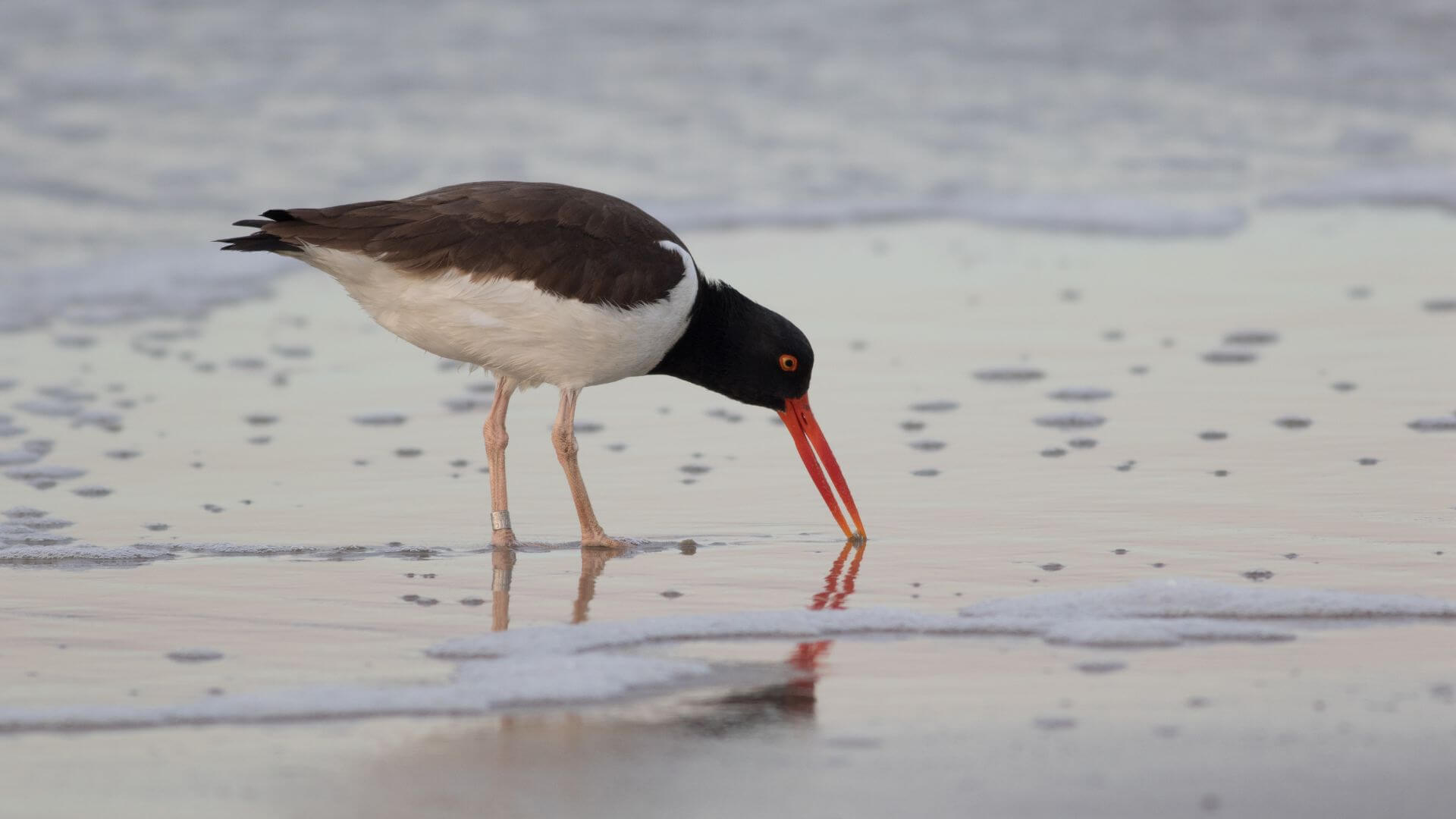 An American Oystercatcher digging for oysters on a beach in Cape May NJ