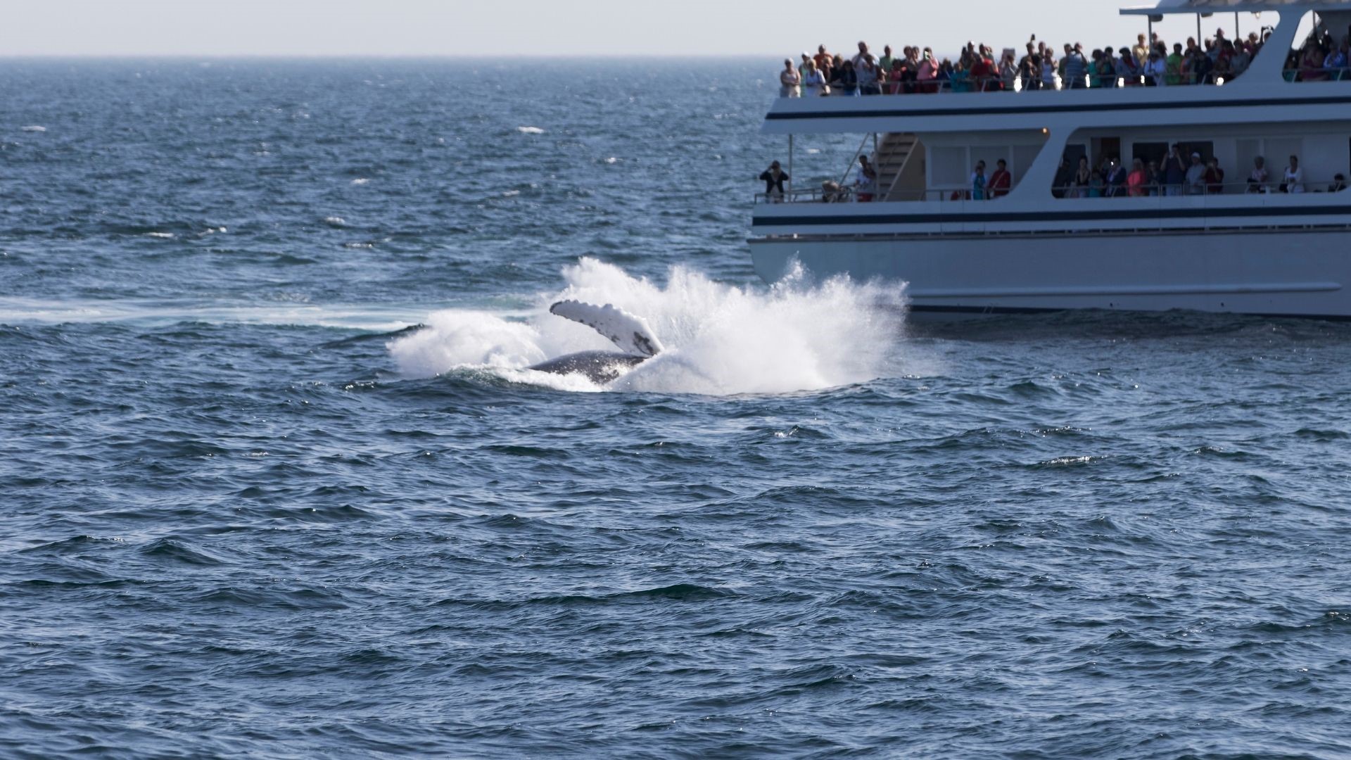 Whale watching tour boat with whale breaching the water