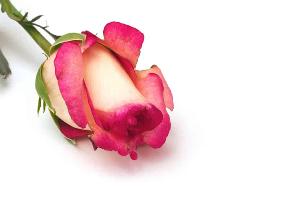 Single white and pink rose on a white background