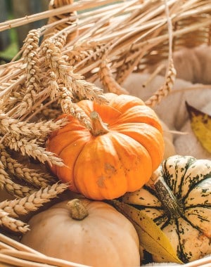 Three little multi-colored pumpkins grouped together by some stalks of wheat