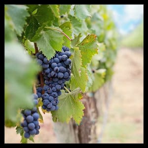 A bunch of purple grapes hanging from a vine with green leaves and brown posts in a vineyard