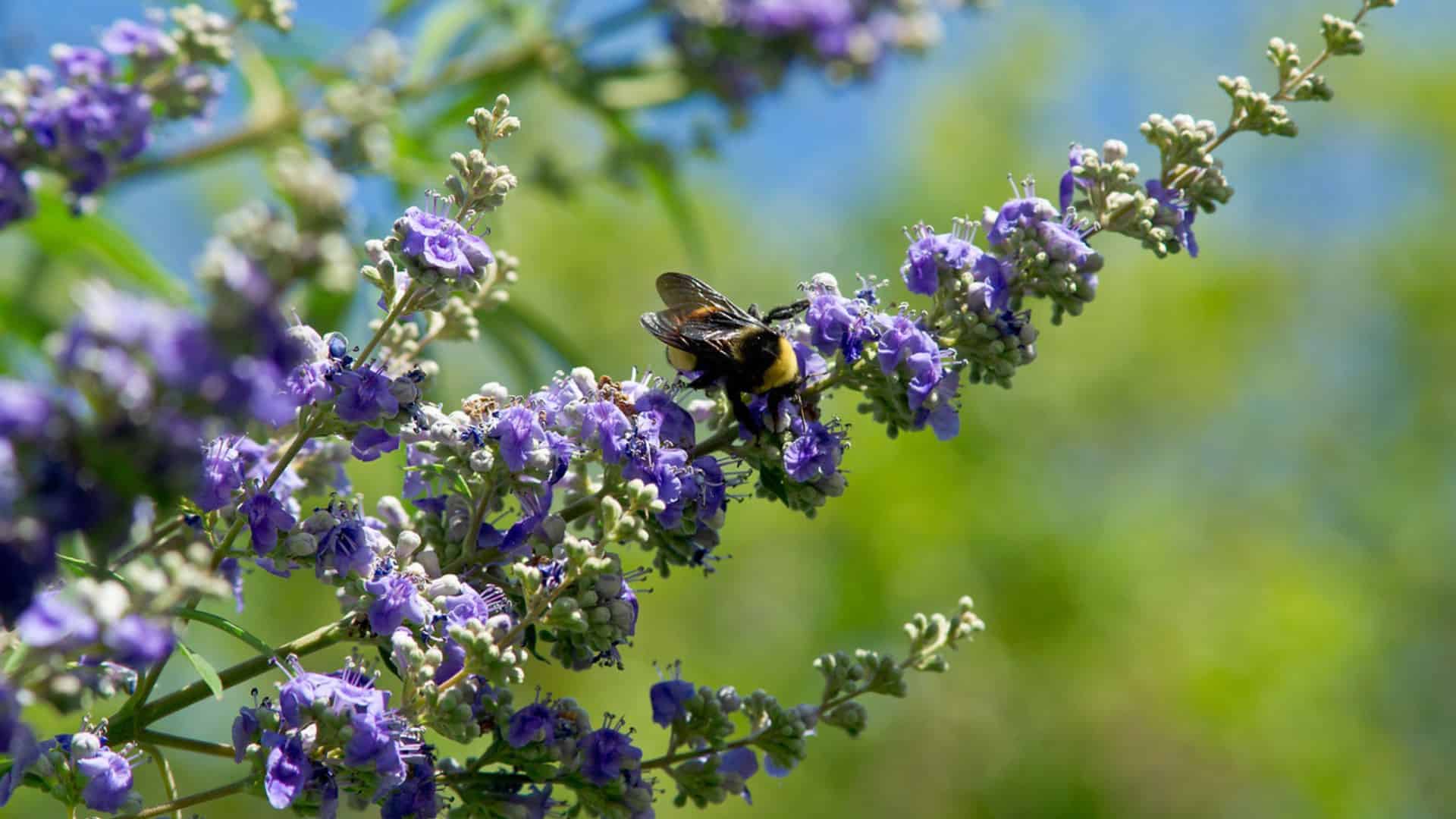 Close up view of large bumblebee on purple flowers