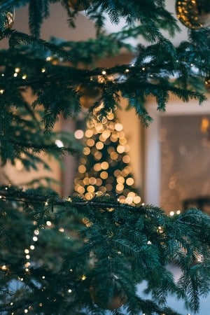 A tall Christmas tree with bright white lights seen through the branches of an evergreen tree