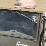 A cat sleeps atop a Jeep