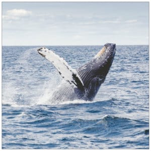 Grey and white Humpback whale breaching out of blue waters - image by thomas-kelley-63615 www.unsplash.com