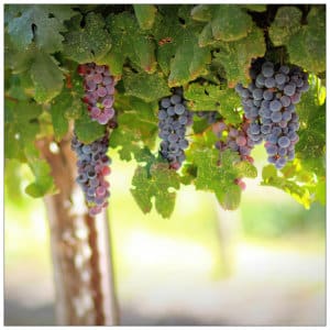 Grape tree - photo by Yair Aronshtam www.unsplash.com 